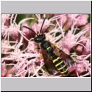 Cerceris arenaria - Sandknotenwespe w16 12mm.jpg